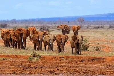 Safari Tsavo East et Séjour au Neptune Village Beach Resort & Spa 4*
