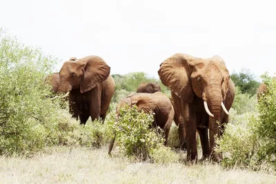 Safari 2 nuits Tsavo East, Taita Hills et Séjour au Crystal Bay Resort 4*sup nl