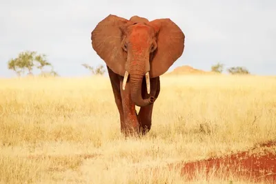 Safari Ngutuni & Séjour au Crystal Bay Resort 4*sup  nl