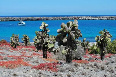 Circuit Splendeurs de l'Equateur et extension Galapagos Terrestre