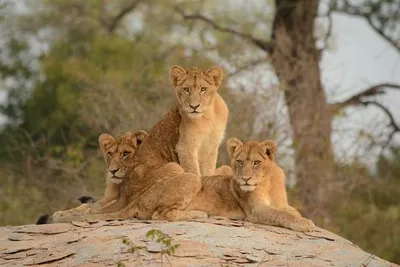 Circuit Splendeurs du Parc Kruger