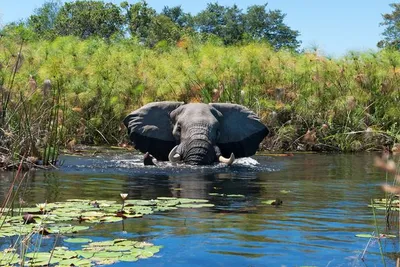 Circuit Immersion au Botswana