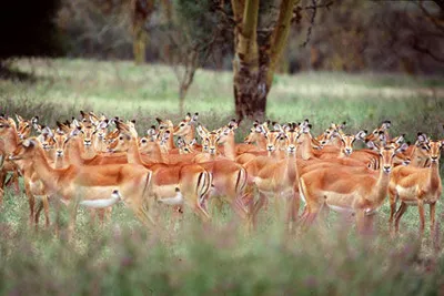 Safari Tsavo East – Amboseli et Séjour au Kappa Club AHG Lion Beach Resort  4*nl