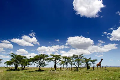 Safari Ngutuni et Séjour au Kappa Club AHG Lion Beach Resort 4*nl