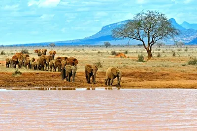 Safari Tsavo East 1N & Séjour au Kappa Club AHG Lion Beach Resort 4*nl