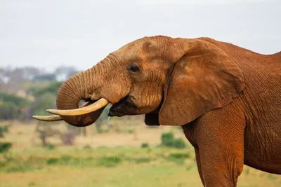 Safari Tsavo East et Séjour au Neptune Palm Beach Boutique Resort & Spa 4*nl