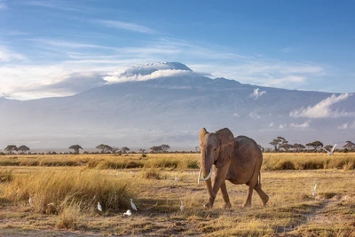 Hôtel Neptune Village 4* avec 3 nuits Tsavo Ouest / Amboseli / Tsavo Est