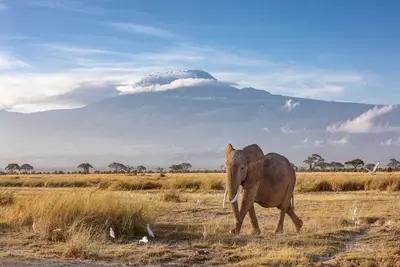 Hôtel Neptune Village 4* avec 3 nuits Tsavo Ouest / Amboseli / Tsavo Est