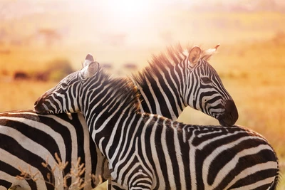 Hôtel Papillon Lagoon Reef 3* avec 3 nuits Tsavo Est/Ouest et Amboséli
