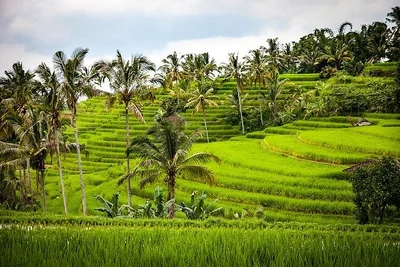 Evasion entre Ubud / Gili Trawangan / Tanjung Benoa - Circuit Privatif