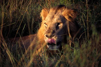 Safari Tsavo East/West et Séjour au Kappa Club AHG Lion Beach Resort 4*nl