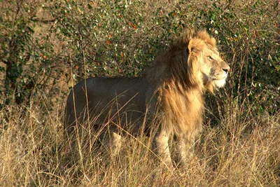 Safari Tsavo East – Amboseli – Tsavo West 3 nuits et Séjour au AHG Lion Beach Resort 4*nl