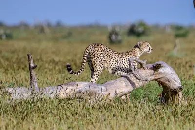 Combiné Soleil et Safari, Merveilles du Kenya en Familles