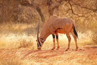 Safari Ngutuni et Séjour au AHG Lion Beach Resort 4*nl