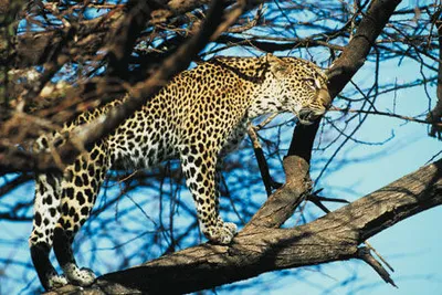 Safari Tsavo East et Séjour au AHG Lion Beach Resort 4*nl