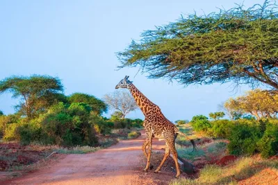Safari Tsavo East – Amboseli et Séjour au AHG Lion Beach Resort & Spa 4*NL