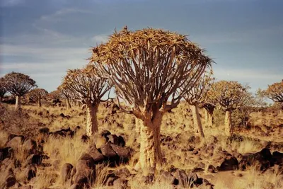 Circuit Splendeurs de Namibie & Séjour Fish River Canyon