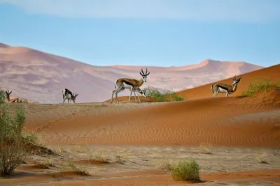 Circuit Splendeurs de Namibie