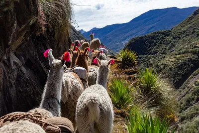 Circuit Douceurs au Pays des Incas
