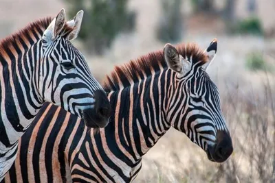 Hôtel Neptune Paradise Beach Resort & Spa 4* + Safari Tsavo East/West