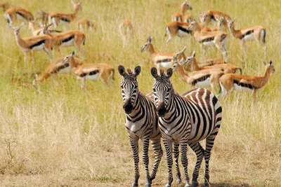 Hôtel au Crystal Bay Resort 4* + Safari Tsavo East/West