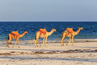 Kappa Club Crystal Bay Resort 4*sup + Safari Tsavo East – Amboseli