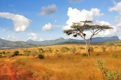 Hôtel Crystal Bay Resort 4*sup + Safari Ngutuni