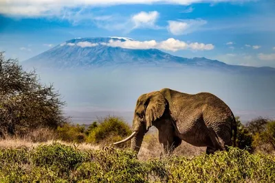 Hôtel Pinewood Beach Resort & Spa 4* + Safari Tsavo East – Amboseli