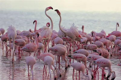 Hôtel Neptune Paradise Beach Resort & Spa 4* + Safari Tsavo East 1 nuit