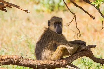 Hôtel Neptune Village Beach Resort & Spa 4* + Safari Tsavo East – Amboseli