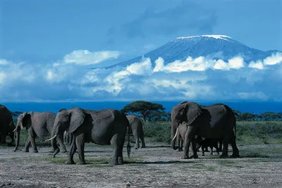 Hôtel Neptune Palm Beach Boutique Resort & Spa 4* + Safari Tsavo East – Amboseli – Tsavo West 3 nuits