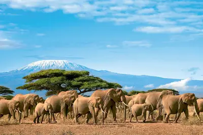 Circuit Safari Kilimandjaro + Extension balnéaire à Mombasa