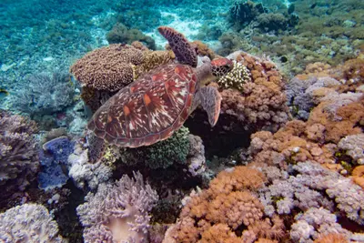 Circuit Des Secrets de Bali aux Dragons de Komodo