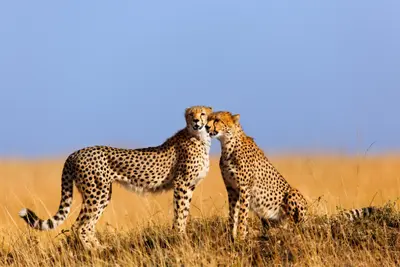 Circuit aux Rythmes de la Savane Africaine & Plage Tropicale 3*