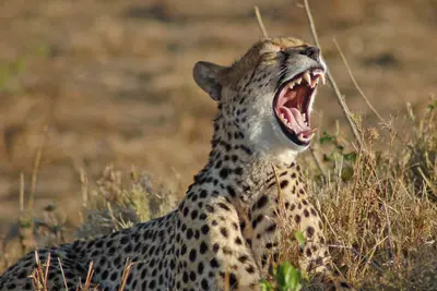 Circuit aux Rythmes de la Savane Africaine & Plage Tropicale 3*