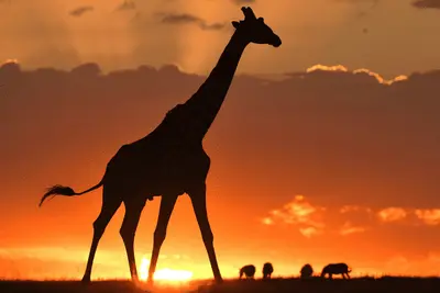 Circuit Lumières de la Savane Africaine 3*