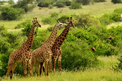 Circuit Savane & Sable