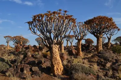Circuit Splendeurs de Namibie 3*