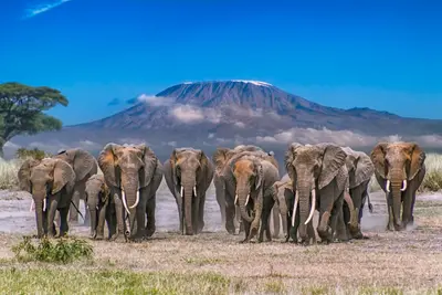 Combiné Kenya & Tanzanie : du Joyau de l'Afrique aux Terres du Kilimandjaro