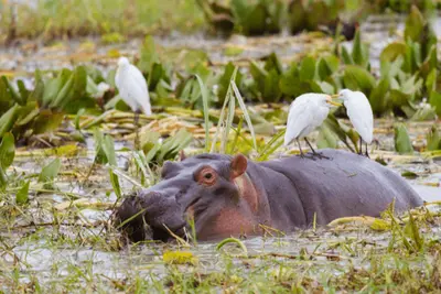 Circuit Privatif Tanzanie : Entre Faune & Sable de Kiwengwa