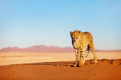 Circuit Du Royaume des Animaux aux Sables du Kalahari 3*