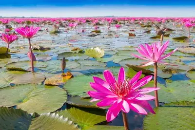 Circuit Lotus de Thaïlande en mini groupe