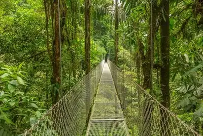 Circuit Jungles et forêts