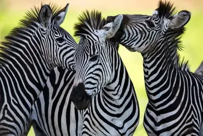 Circuit Safari dream, chutes Victoria & Parc Chobe 