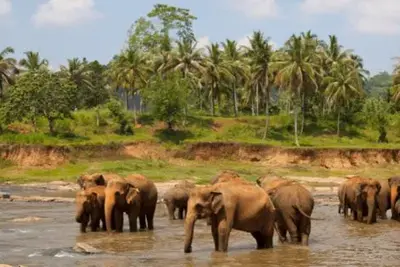 Circuit Sri Lanka Nature et Traditions en PRIVATIF