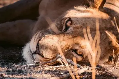 Circuit Du Royaume des Animaux aux Sables du Kalahari