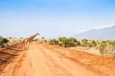 Combiné circuit et hôtel Pinewood Beach Resort & Spa 4* avec 3 nuits safari Tsavo et Amboseli