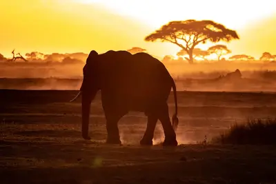 Combiné circuit et hôtel Hôtel Neptune Palm Beach Boutique Resort & Spa 4* avec 3 nuits Tsavo Est / Ouest et Amboseli
