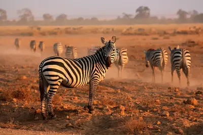 Combiné circuit et hôtel Neptune Village 4* avec 3 nuits Tsavo Ouest / Amboseli / Tsavo Est 