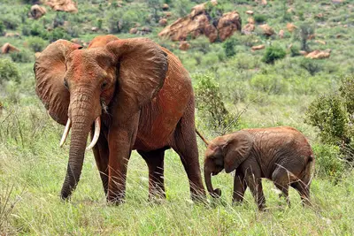 Combiné circuit et hôtel Neptune Paradise Beach Resort & Spa 4* avec 1 nuit Tsavo Est